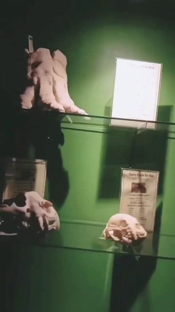 @jatim park 2,bird, snakes,dinosaur skeletons part 2 #musiumpark #jatimpark2 #animalshorts смотреть онлайн