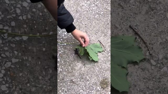 Поймал лягушку /интересные факты о лягушках/Суворовский парк смотреть онлайн