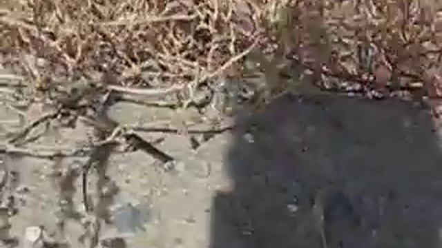 Small lizzard running away. смотреть онлайн