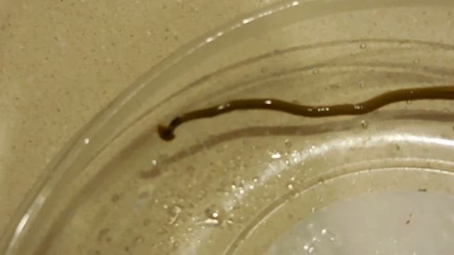 Bipalium kewense - a land planarian (Flatworm) смотреть онлайн