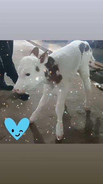 телёнок породы Симментал смотреть онлайн