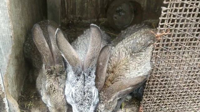 Новые кролики на нашей мини ферме 🙂. Полтавское серебро и не только. смотреть онлайн