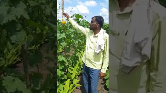 Farmer Satisfaction | समाधानी शेतकरी। Pheromone Traps | Farmers review on pheromone traps смотреть онлайн