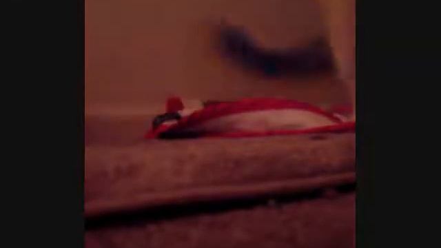 Hidden Camera Cat: Episode 1 смотреть онлайн