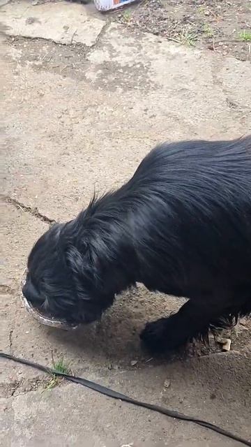 спасение пса от поезда #shorts смотреть онлайн