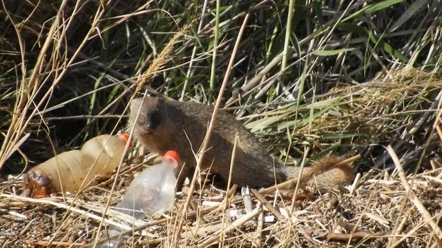 Egyptian Mongoose eating a garbage fish (cont) смотреть онлайн