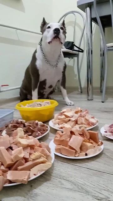 Зверского аппетита СОЛЛА, АМСТАФФ СОЛЛА, ГОЛУБАЯ АМСТАФФ, Вкусный ужин, рубец, вымя, почки, мясо👁🗨 смотреть онлайн