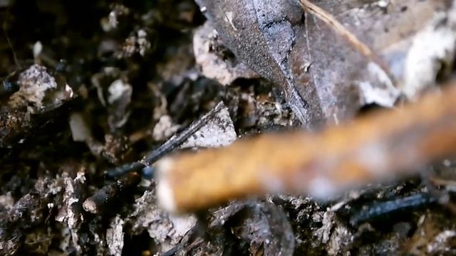 ヨツボシモンシデムシ смотреть онлайн