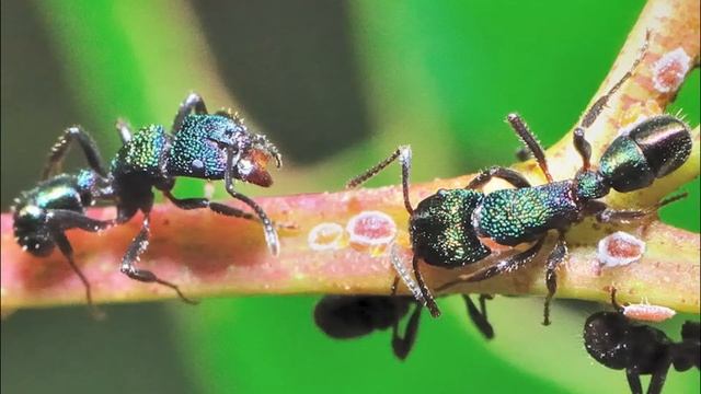 Rhytidoponera metallika - австралийские блестки Блог 1 часть смотреть онлайн