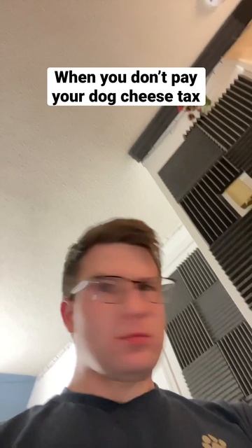 Cheese Tax ??? #dogs #cheesetax #funny #cheese #cute #pets #dogs смотреть онлайн