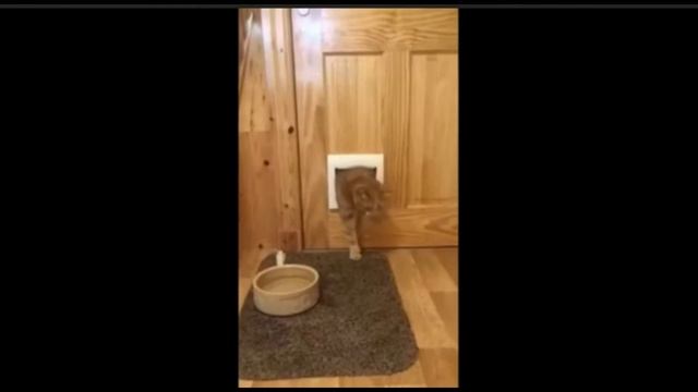 Смешные кошки/Подборка смотреть онлайн