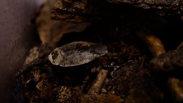 Gyna caffrorum смотреть онлайн