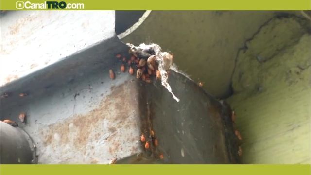 Proliferación de chinches смотреть онлайн