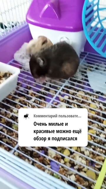 как и просил смотреть онлайн