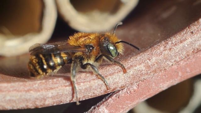 Osmia leaiana, or ? смотреть онлайн