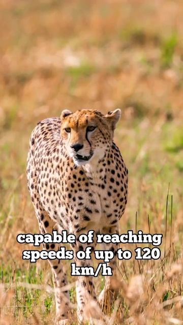 Amazing fact about cheetah that will blow your mind! смотреть онлайн