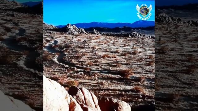 wild animals🌍 #shorts #viral #animals #petlover #animalsounds #short #ytshorts #viralvideo #theeart смотреть онлайн