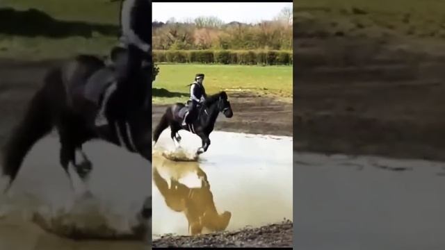 Irish cob cross country schooling #irishcob #mickeywalker #glealaanisto смотреть онлайн