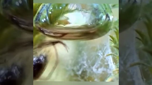 Необычный АКВАЛАНГИСТ - дышит ПОПОЙ смотреть онлайн