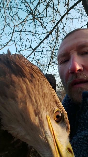 Поздравления от Хрюни с Международным женским днем 8 марта 🤘🤘🤘 #орланбелохвост смотреть онлайн