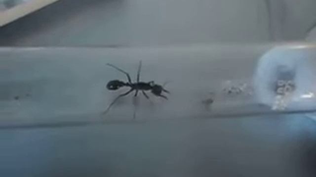 Myrmecia pyriformis смотреть онлайн