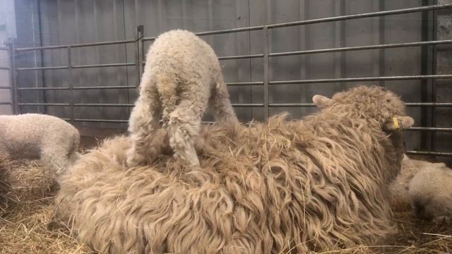 Jumping Lambs , Cute Lambs Playing, Greyface Dartmoor Sheep At Moorparks.