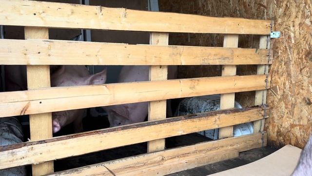 Привезли племенное поголовье с СГЦ «Знаменский»! Наше путешествие в Орёл! смотреть онлайн