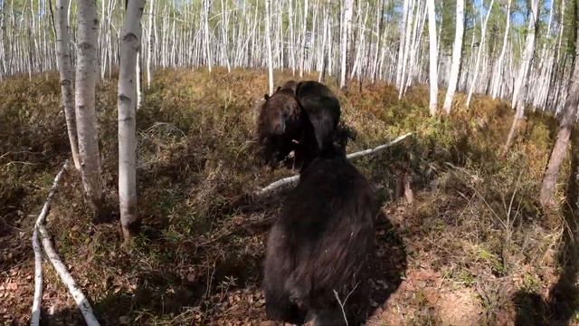 Медведи из дома со скандалом. смотреть онлайн