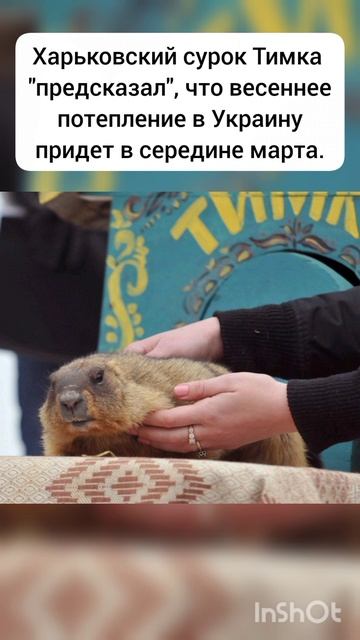 Сегодня в мире отмечают День сурка. "предсказал", что потепление в Украину придет в середине марта смотреть онлайн