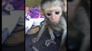 Смешные обезьяны Лучшая подборка видео приколов с обезьянками