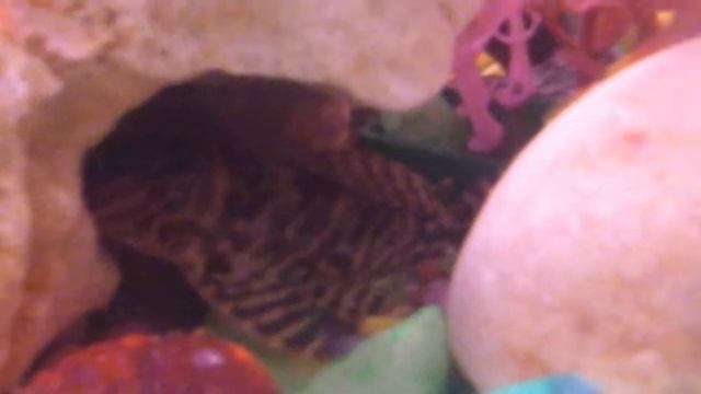 Aquário comunitário octogonal 60L (Apistogramma, Betta, L333, Labeo) смотреть онлайн