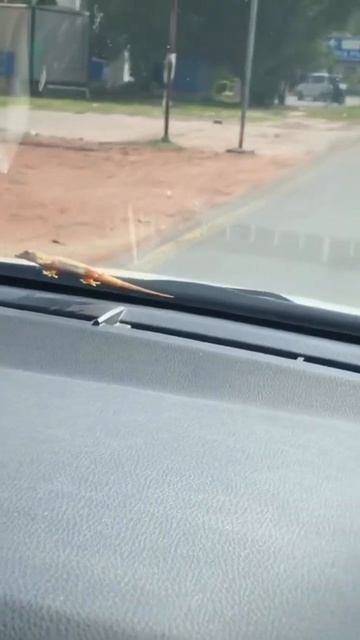 Lizard on my car🦎🤢 #youtubeshorts #fun #funny #trending #shorts #shortvideo #animals #viral #reels смотреть онлайн