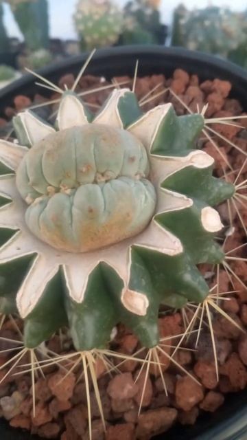 hermosa cresta de lophopora williamsi #cresta #lopho #puebla смотреть онлайн