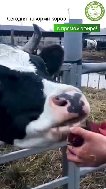 Покорми корову онлайн #корова #кормление #онлайн #ферма #животные смотреть онлайн