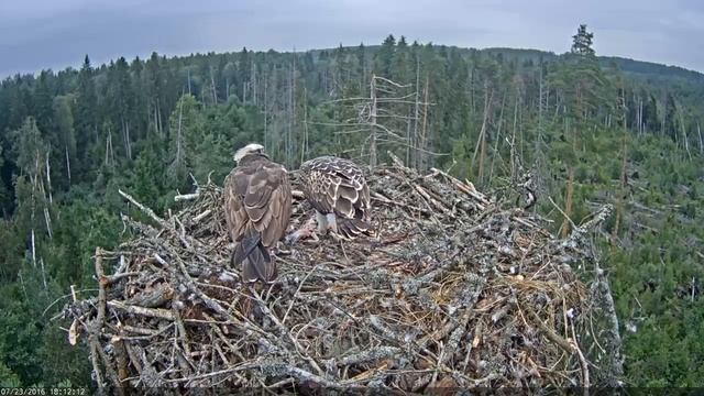 First self-feeding Osprey chick (6,5 weeks old) смотреть онлайн