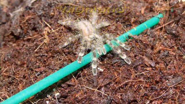 Poecilotheria fajok képekben смотреть онлайн