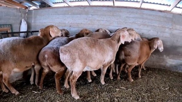 Элитные овцы породы Арашан🔥 #arashan #gissar #sheep #fermer #арашан