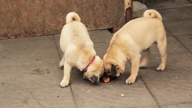 мальчик без ошейника 1 смотреть онлайн