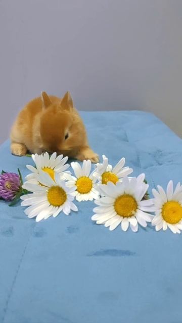 Карликовый кролик минор смотреть онлайн