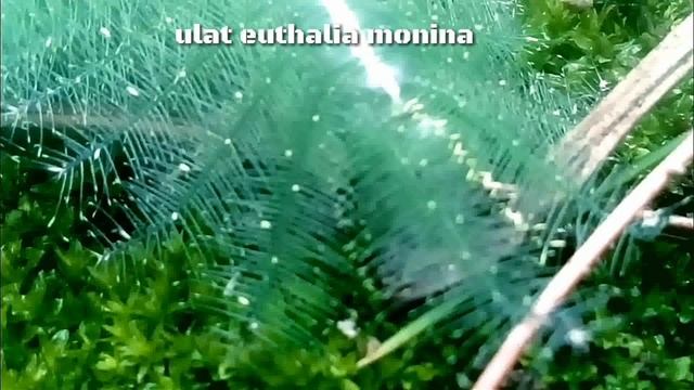 Serangga unik larva Euthalia Monina Caterpillar I siranggaTenggara смотреть онлайн