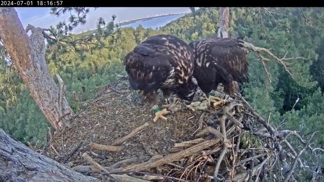 Съели щуку на двоих 🦅🐟🦅/ Гнездо Камы и Чулмана смотреть онлайн