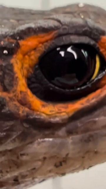 Крокодиловый сцинк #shorts #gecko смотреть онлайн