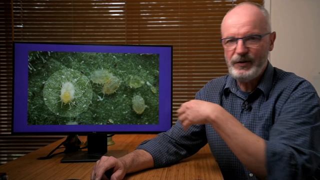 Unusual insect life cycles: Bug Basics #3 смотреть онлайн