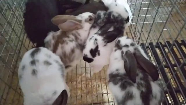 Гибридные крольчата. Отсадка в 35 - 40 дней смотреть онлайн