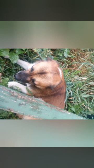 Увидела собаку которую пинали смотреть онлайн