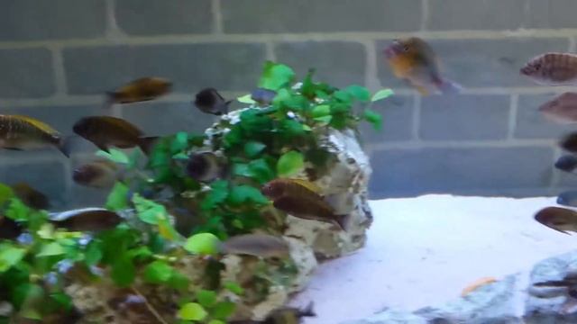 Tropheus Nkonde Bright Yellow,Ikola,Petrochromis Red Bulu Point смотреть онлайн