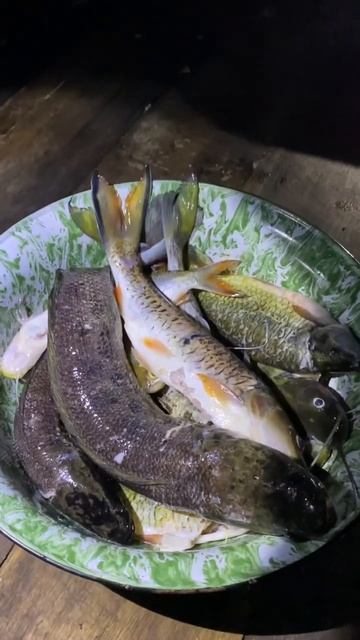 Hasil mandi malam #shorts #anaksungai смотреть онлайн