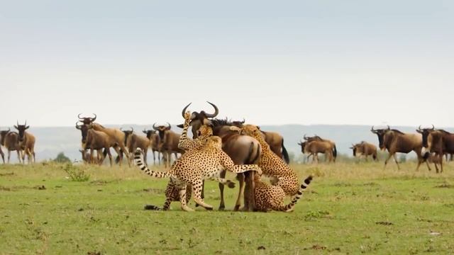 Cheetahs attack Wildebeest | Free Documentary Nature смотреть онлайн