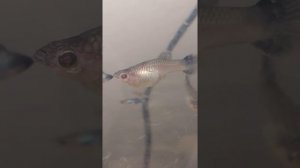 белый червяк на стенке аквариума