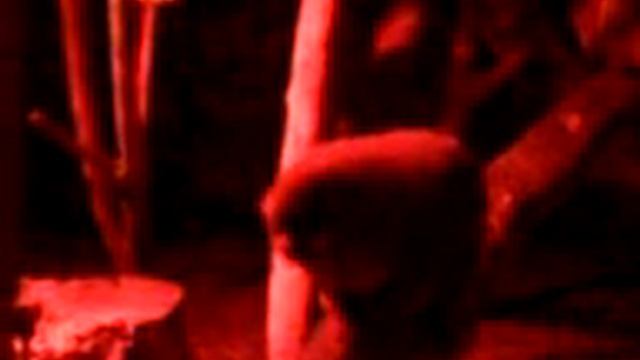 Douroucouli Close смотреть онлайн